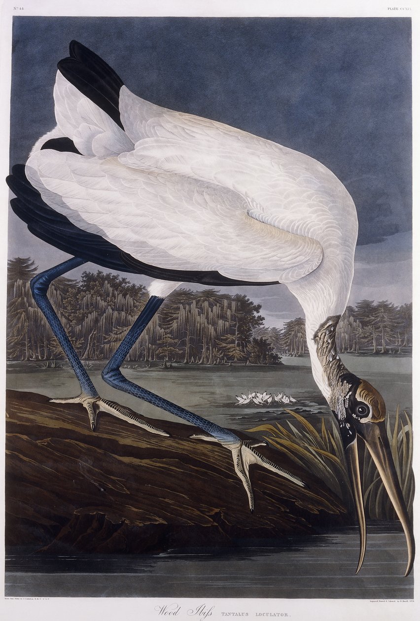 Trä Ibis av John James Audubon