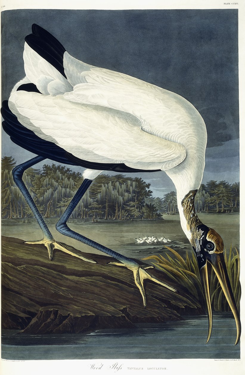 Wood Ibis, 1834 av John James Audubon