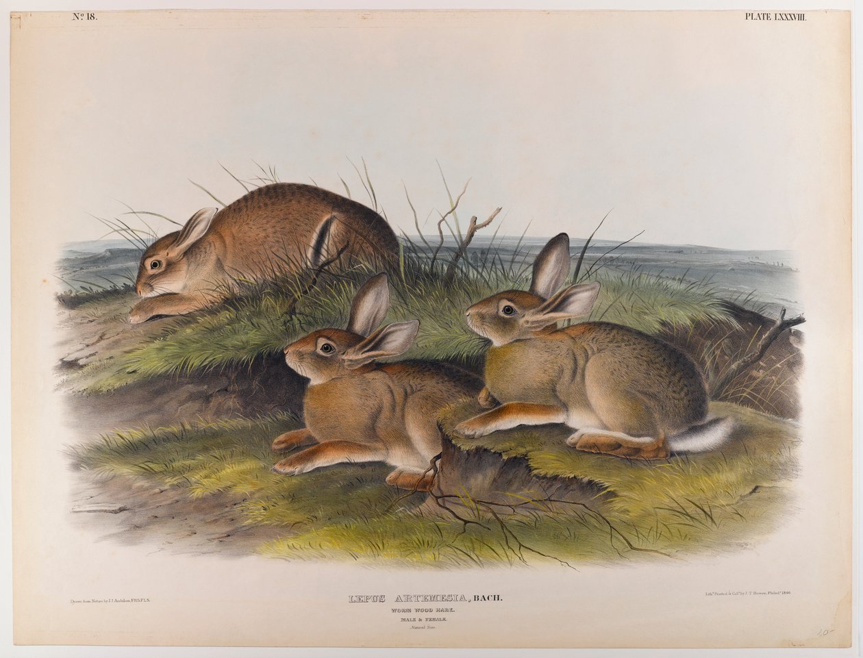 swed av John James Audubon