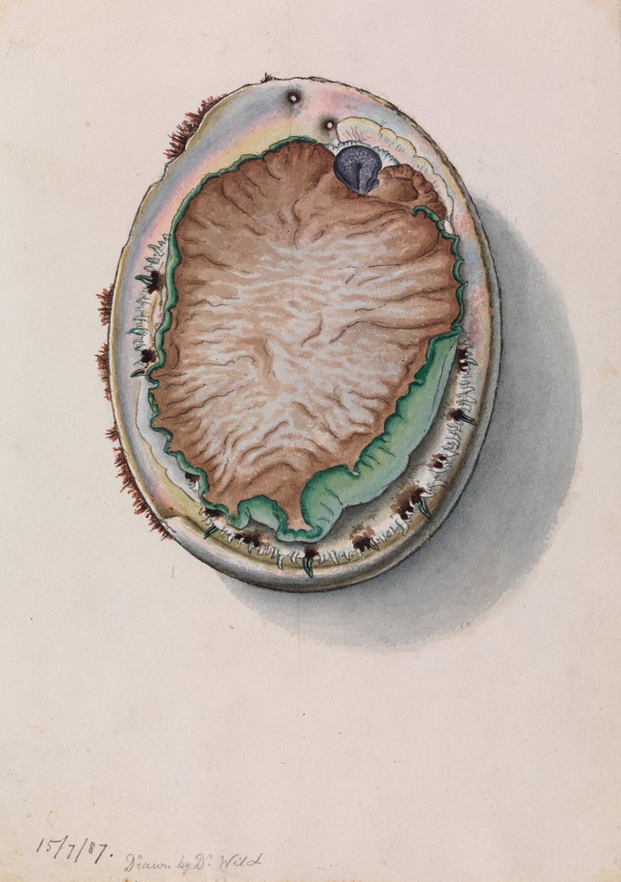 Grönläppad abalone, Haliotis laevigata av John James Wild
