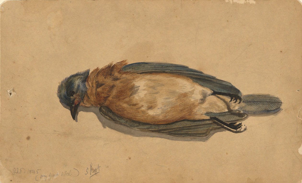 Död fågel av John La Farge
