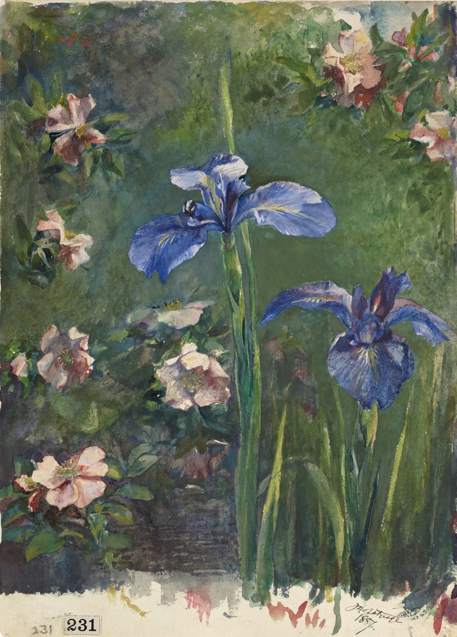 Vilda rosor och iris, 1887. av John La Farge