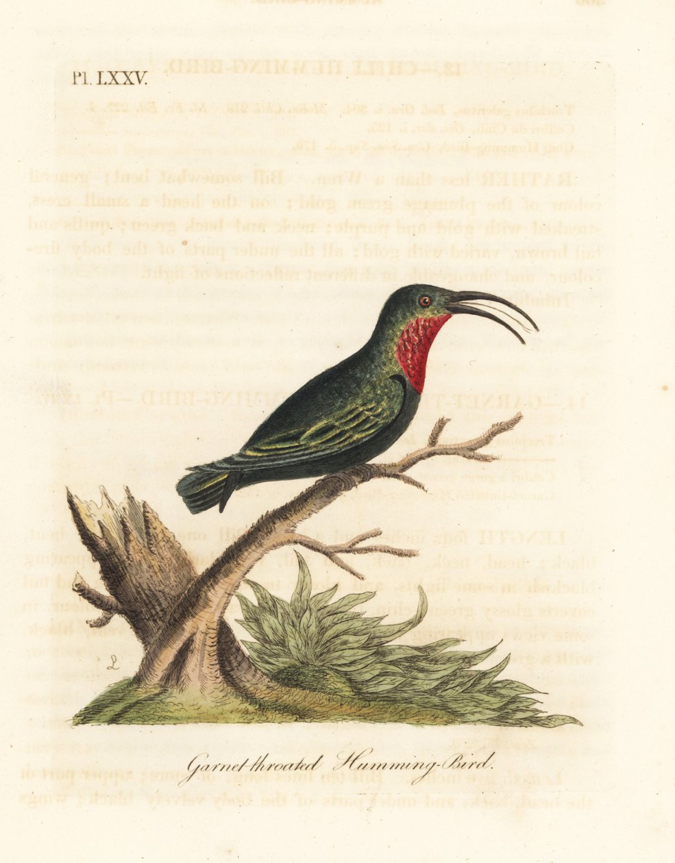 Lilastrupig kolibri, Eulampis jugularis (granatstrupig kolibri, Trochilus granatinus). Handfärgad kopparplåt ritad och graverad av John Latham från hans egen A General History of Birds, Winchester av John Latham