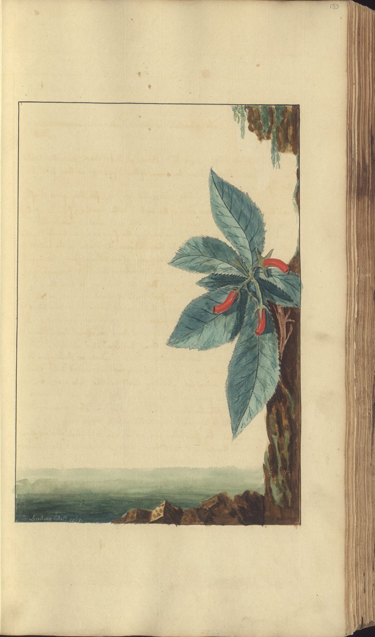 En sida från "Elegancies of Jamaica" av John Lindsay