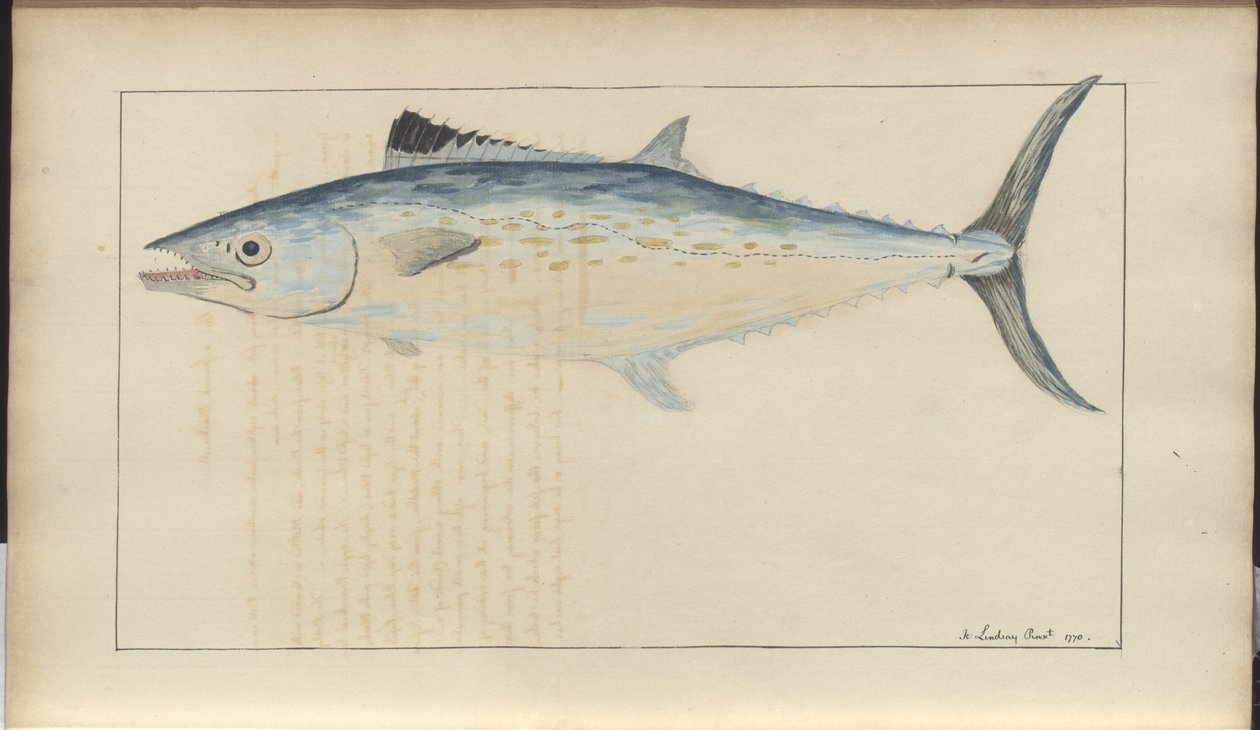 Lindsay Drawings Vol. VII av John Lindsay