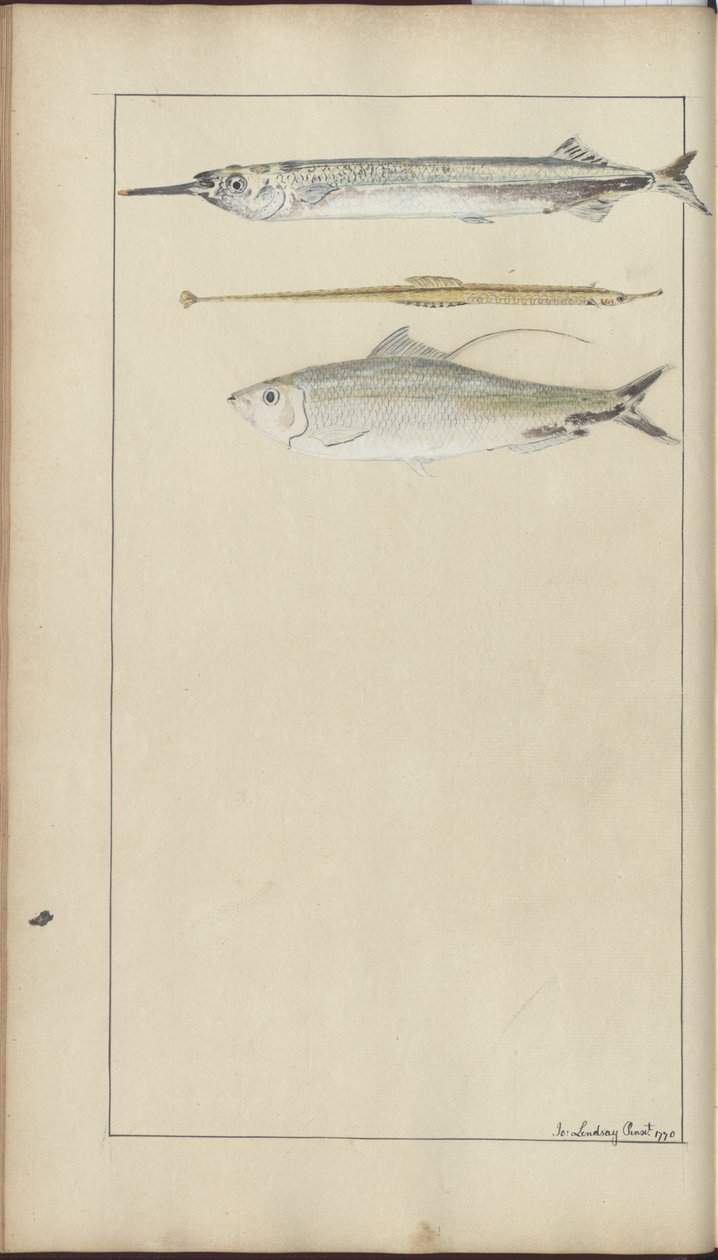 Lindsay Drawings Vol. VII av John Lindsay