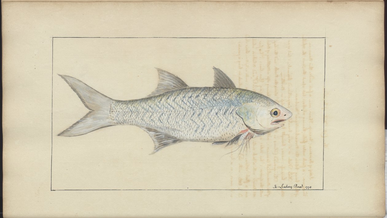 Lindsay Drawings Vol. VII av John Lindsay