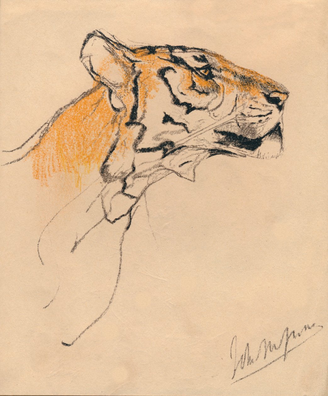 Chef för en tiger, c1910 av John Macallan Swan