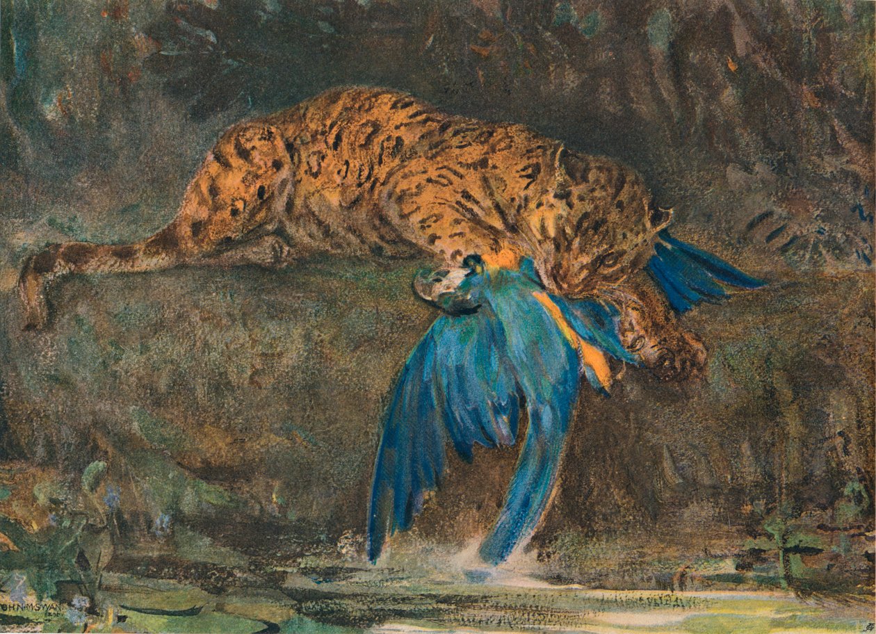 Jaguar och Macaw, sent 1800-tal av John Macallan Swan