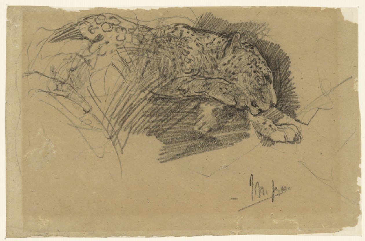 Studier av en leopard av John Macallan Swan