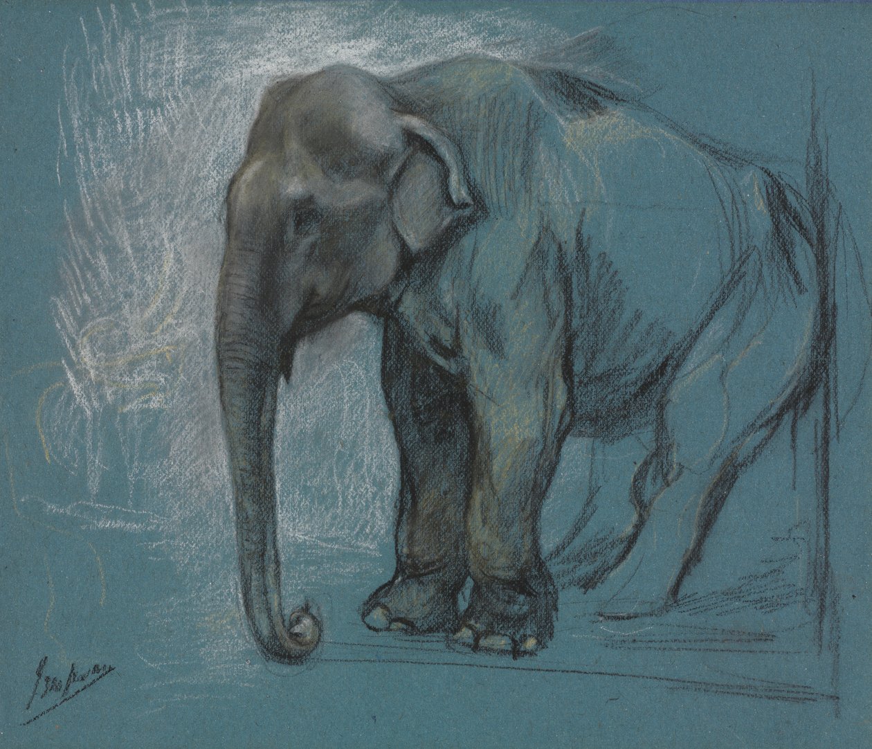 Studie av en elefant av John Macallan Swan