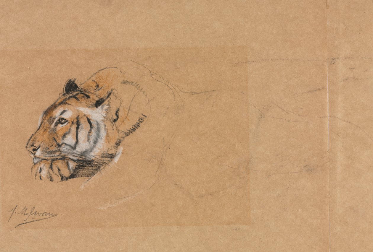 Tiger av John Macallan Swan