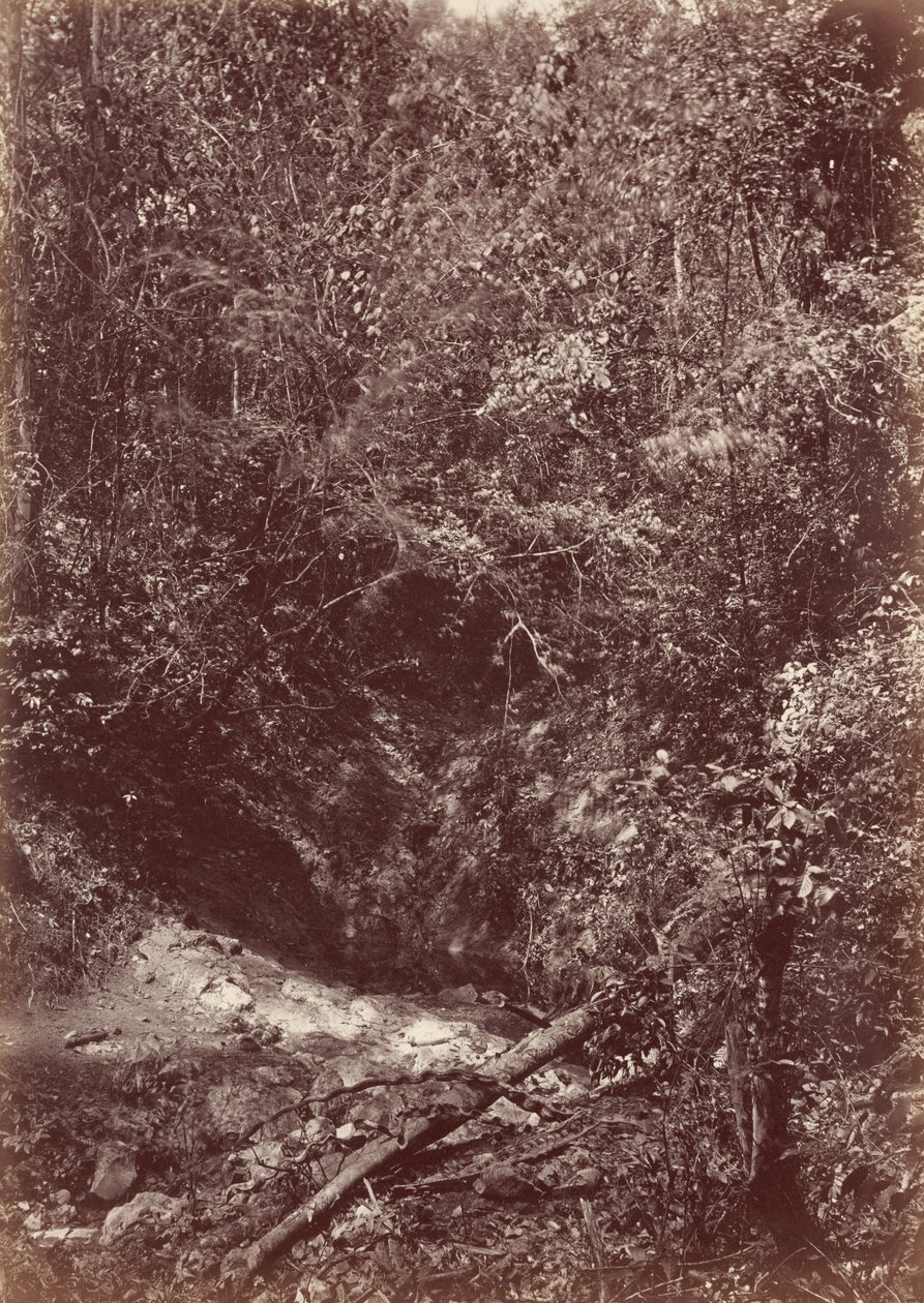 Darien-expeditionen, 1871 (foto) av John Moran
