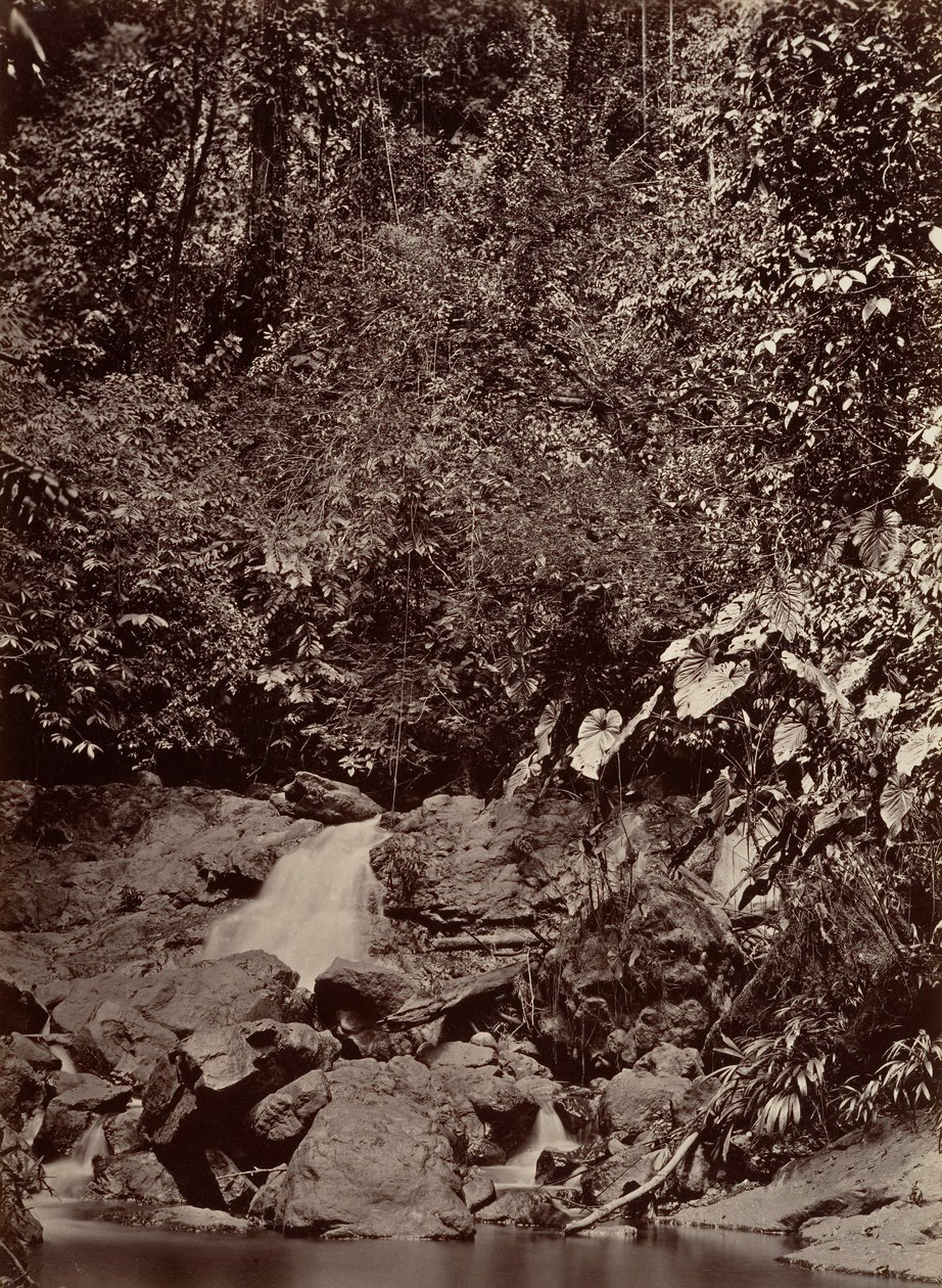 Tropiskt landskap, Cascade, Limon River, 1871. av John Moran