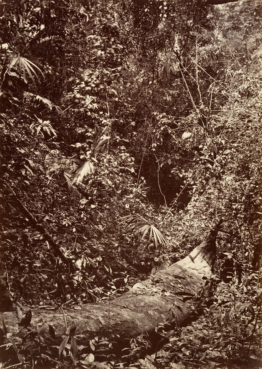 Tropiskt landskap, Tropisk skog, 1871. av John Moran