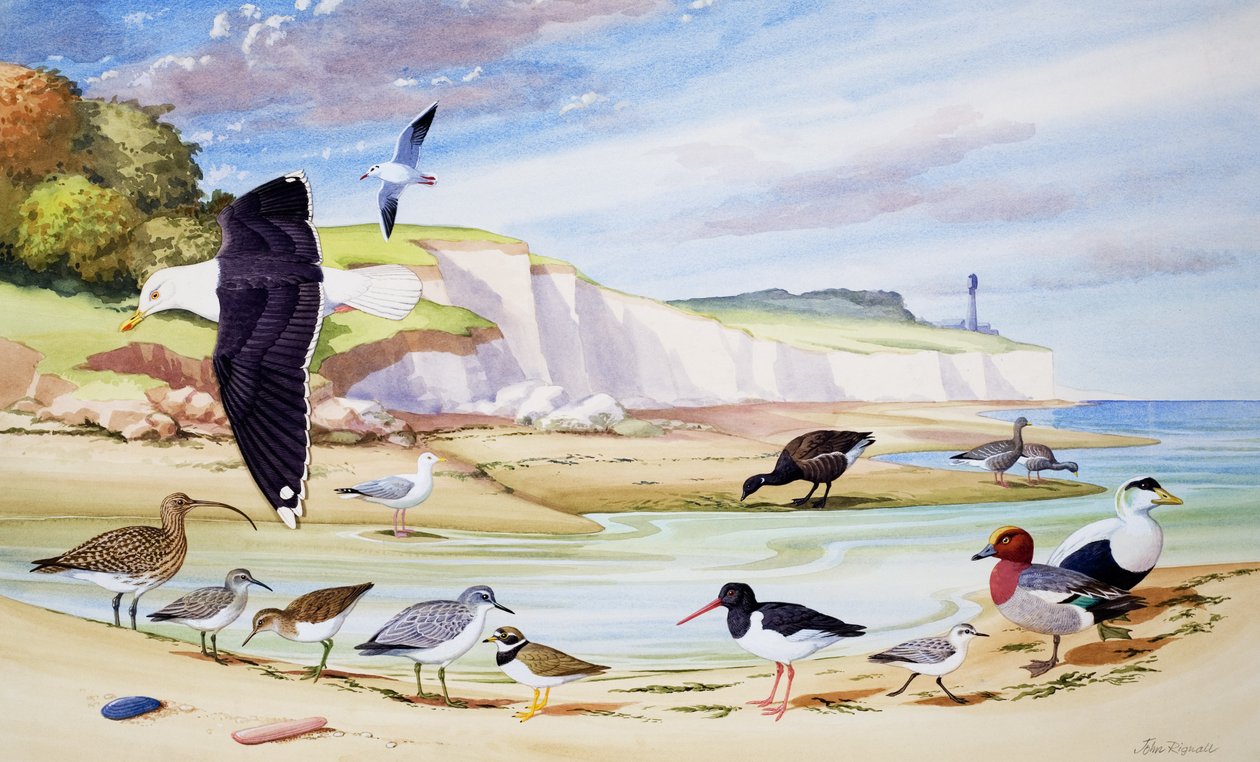 Havsfåglar (gouache på papper) av John Rignall