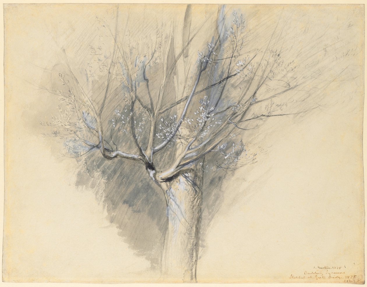 Spirande Sycamore av John Ruskin
