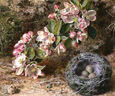 Blossom och fågelbo av John Sherrin
