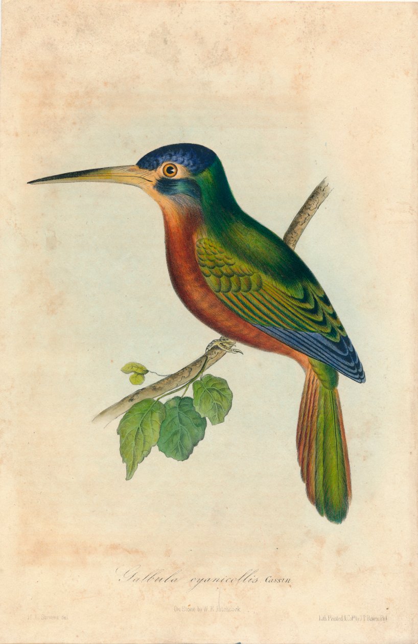 Galbula cyanicollis. Cassin