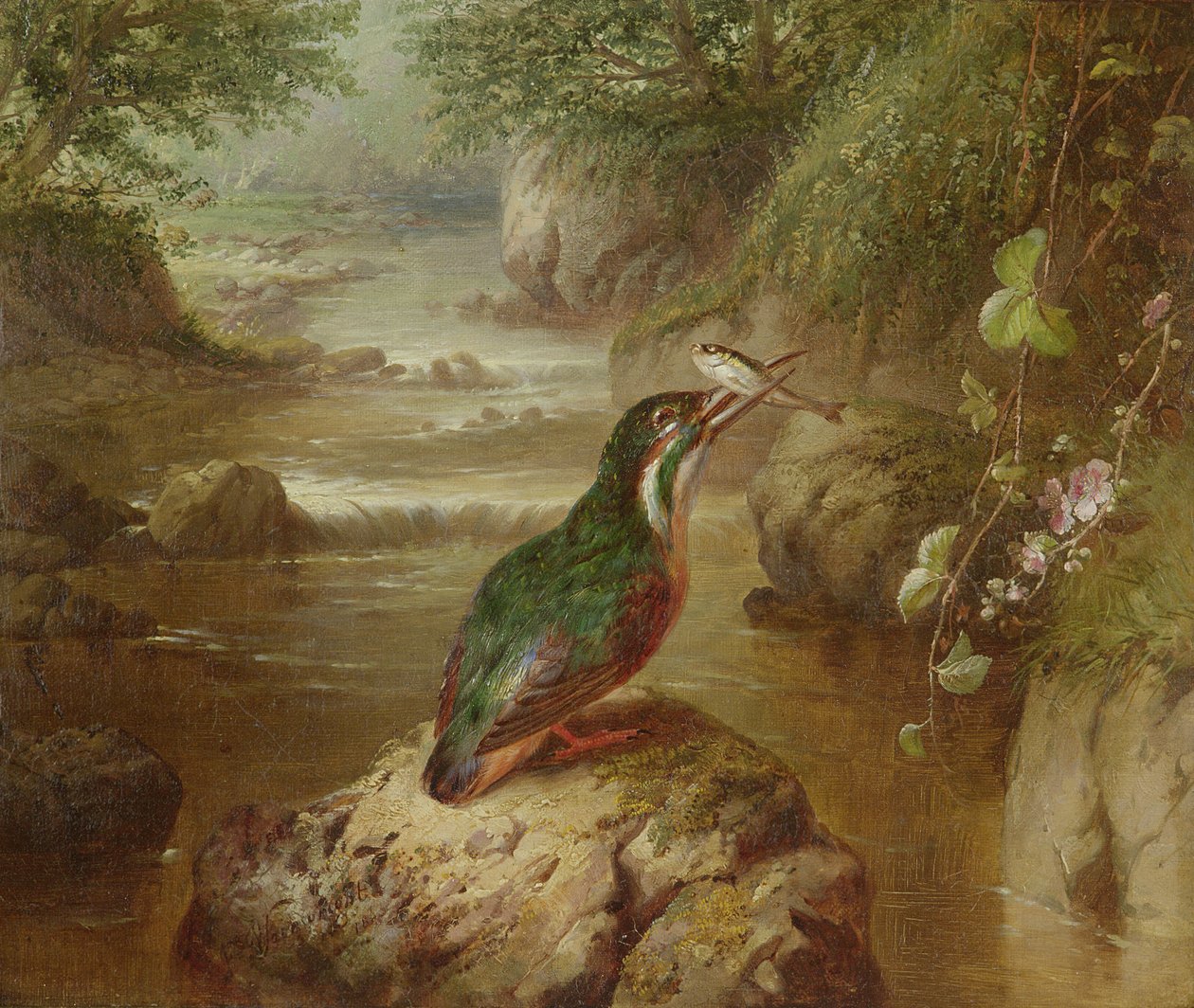 Kungsfiskarens tillhåll av John Wainwright