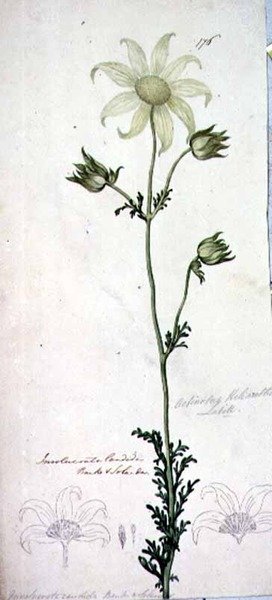 Flanellblomma, actinotus helianthe labill av John William Lewin