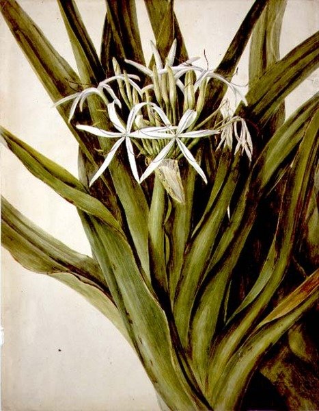 Murrayliljan, crinum pedunculatum av John William Lewin