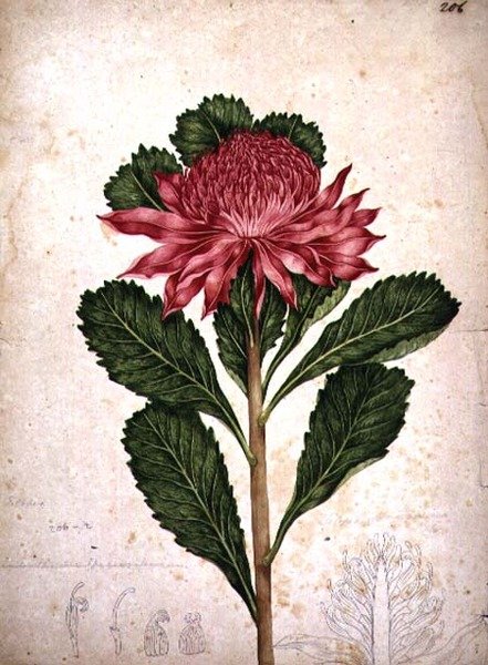 Waratah, telopea speciosissima av John William Lewin