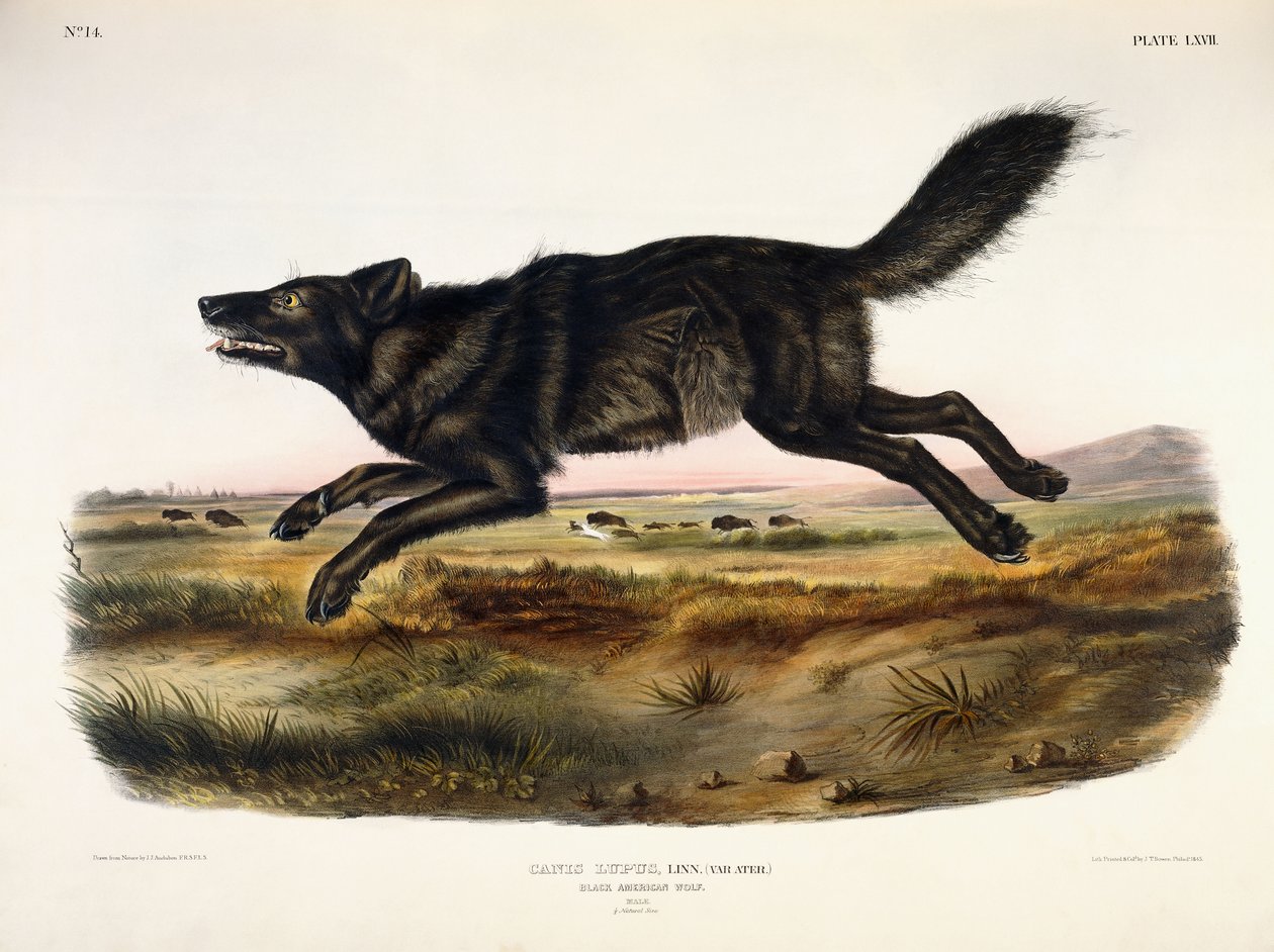 Svart amerikansk varg, man, 1845 av John Woodhouse Audubon