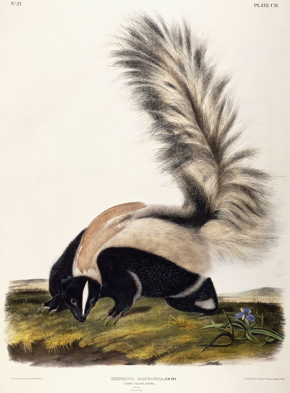 Storstjärtad Skunk, 1846 av John Woodhouse Audubon