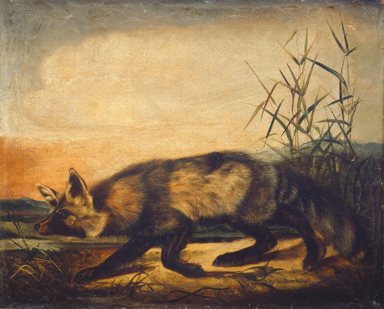 Långsvansad rödräv, 18481854. av John Woodhouse Audubon