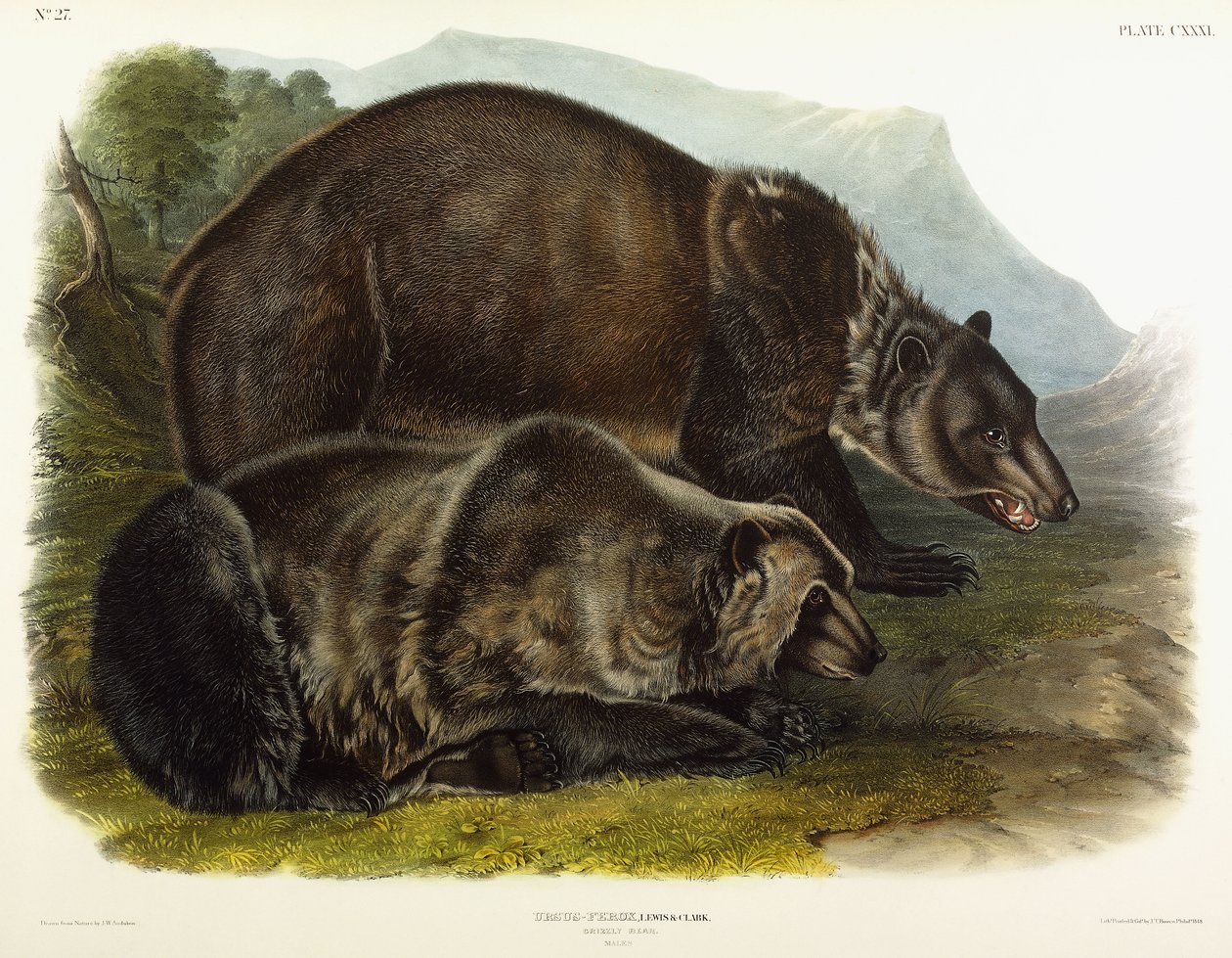 Grizzlybjörn hane, 1848 av John Woodhouse Audubon