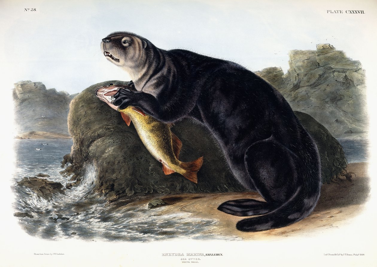 Sea Otter, ung hane, 1848 av John Woodhouse Audubon