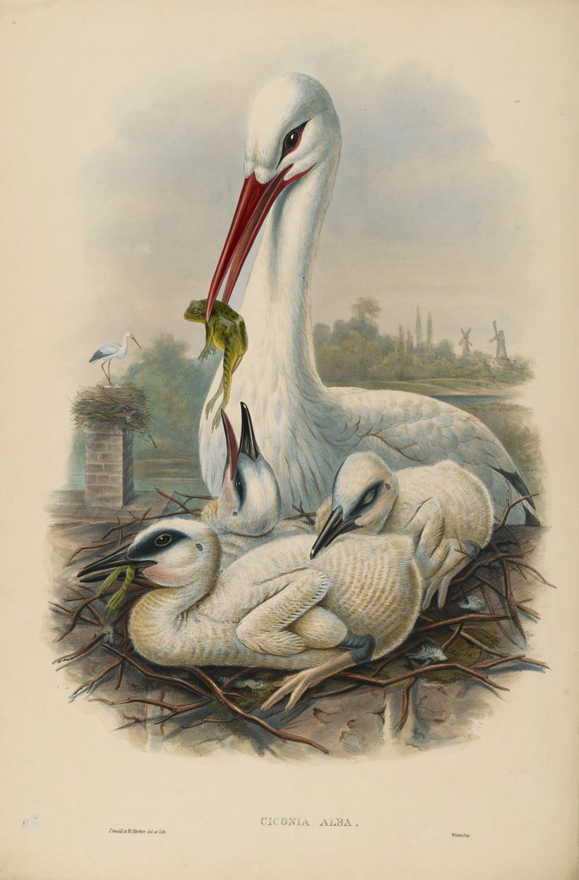 Okänd bild av John after Gould