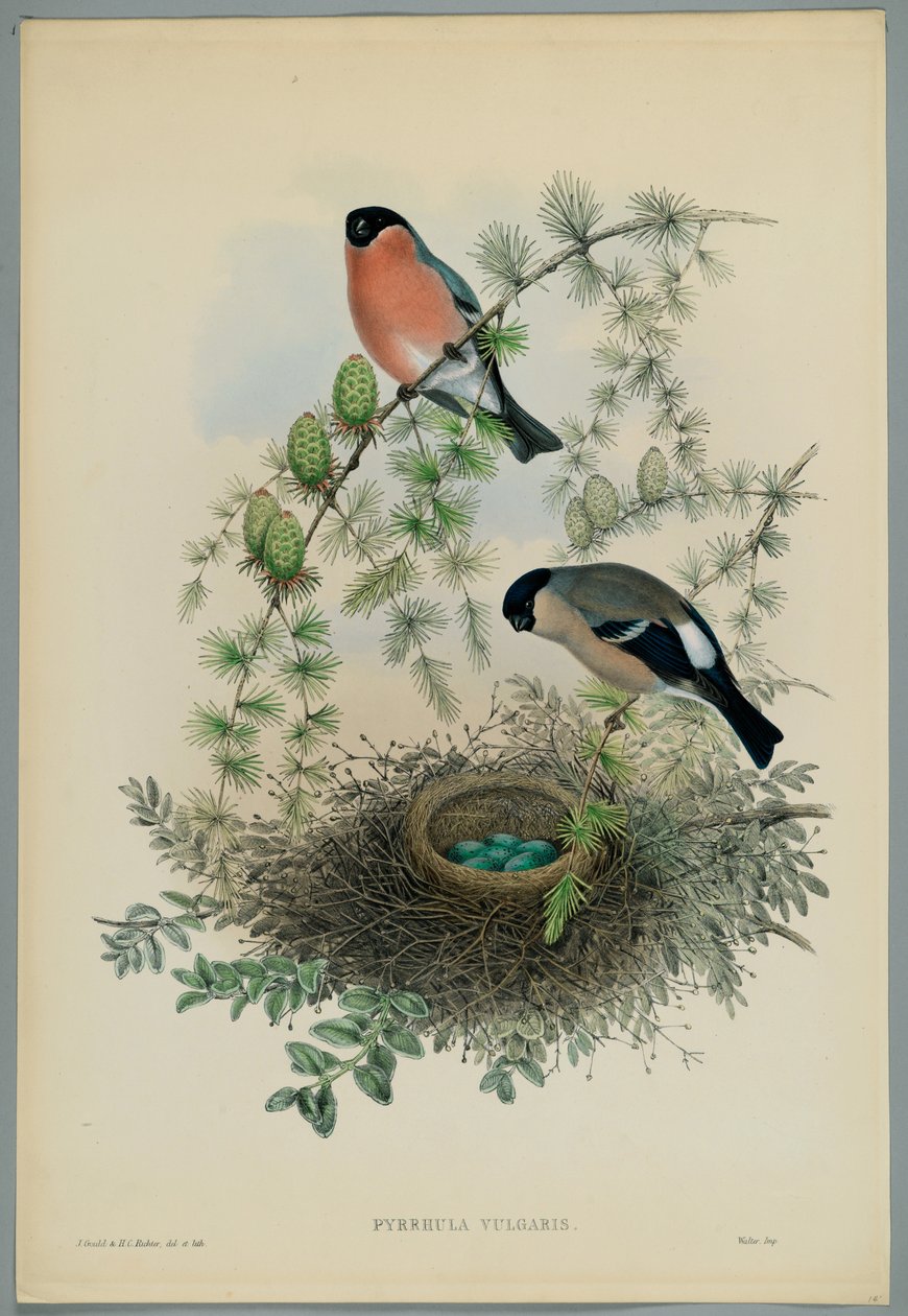 Okänd bild av John after Gould