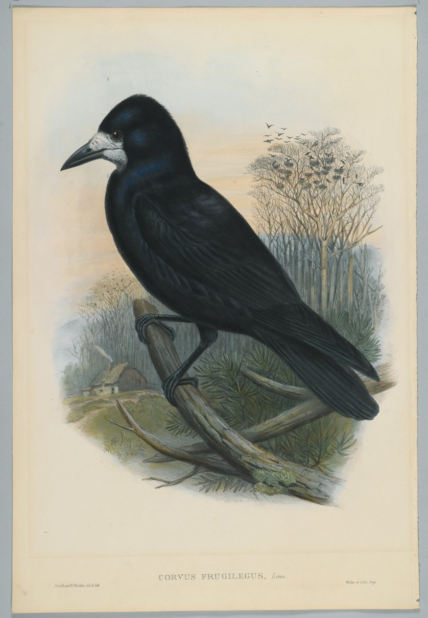 Okänd bild av John after Gould