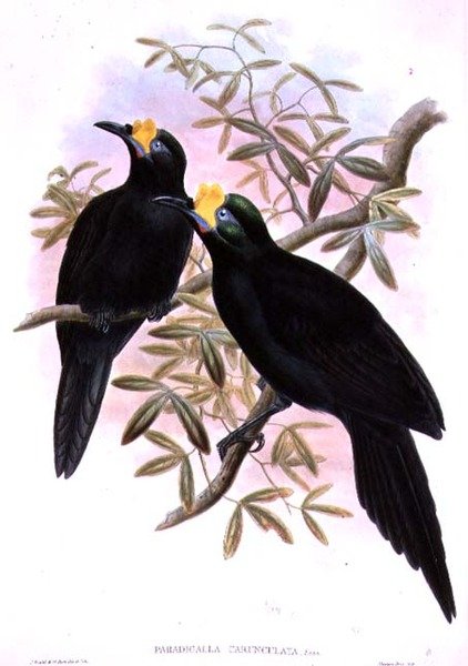 Paradigalla Carunculata av John and Hart, William Gould