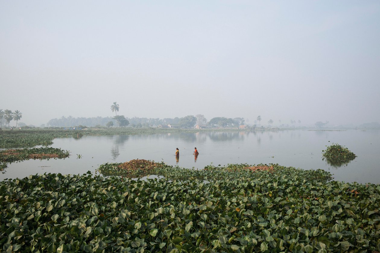 Fiske i våtmark i Kolkata, 2016 (foto) av Jon Nicholson