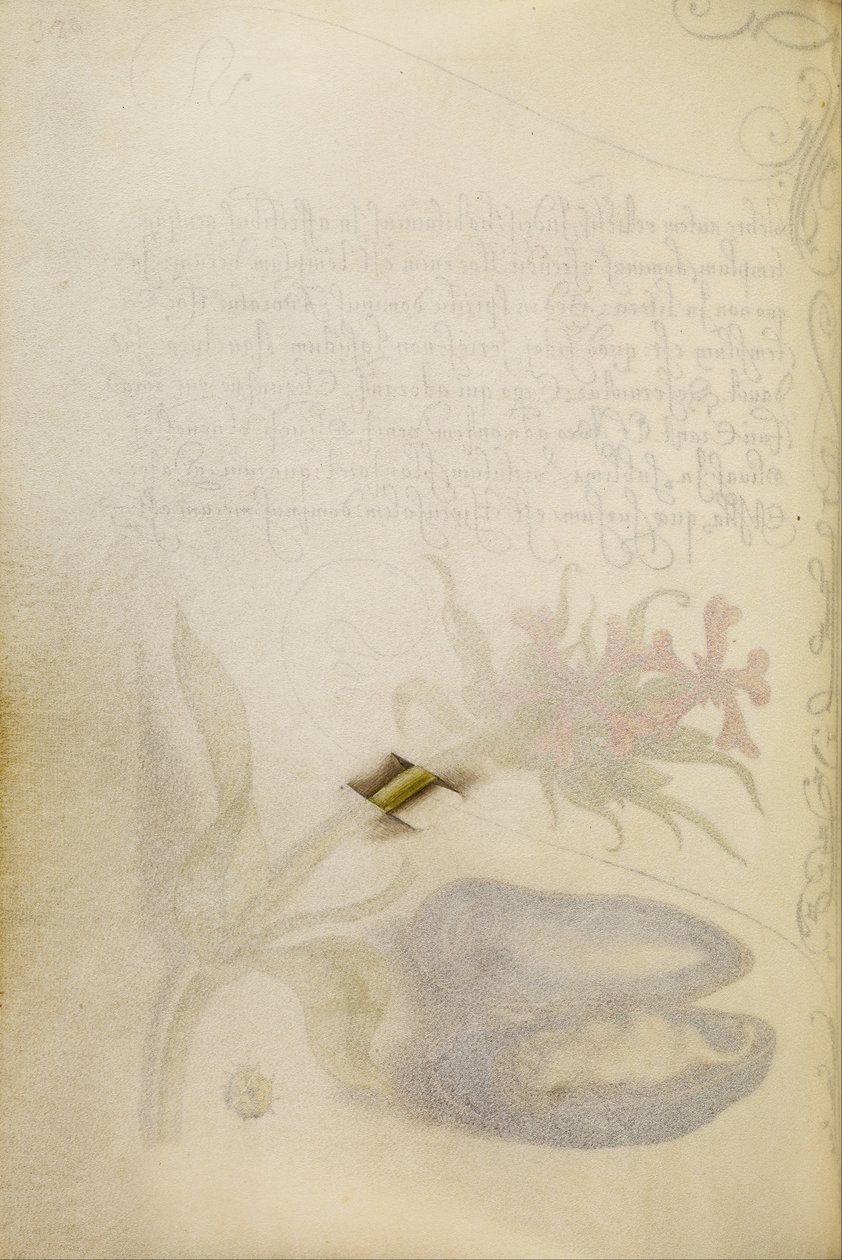 Trompe-lOeil Stem of a Maltese Cross av Joris Hoefnagel