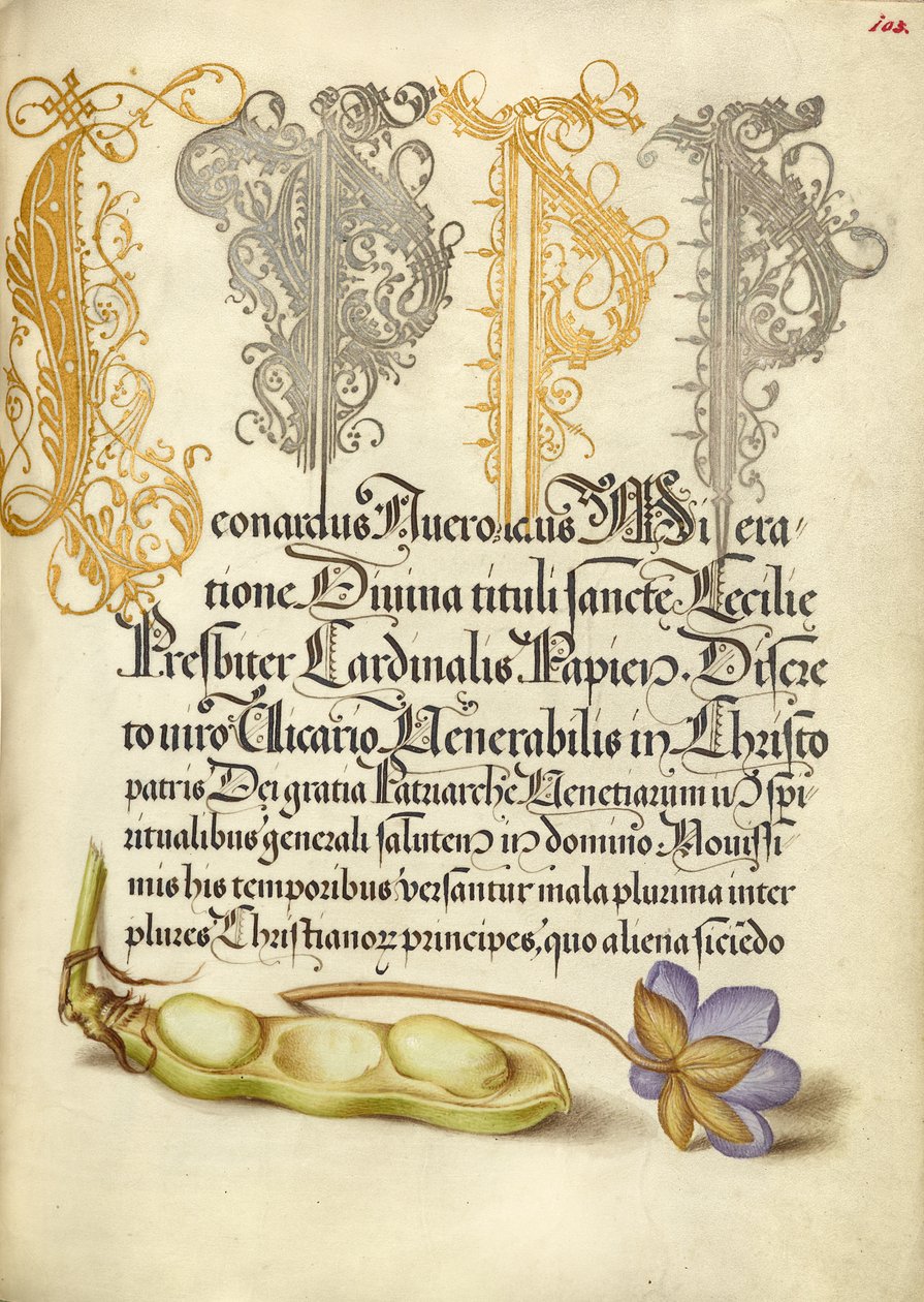 Bönor och leverblad av Joris Hoefnagel
