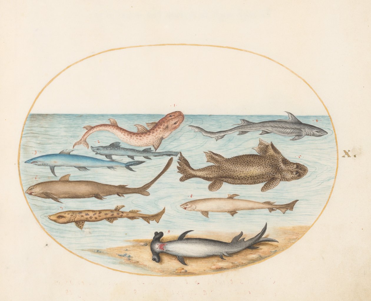 Fisk, ca 1575-80 av Joris Hoefnagel