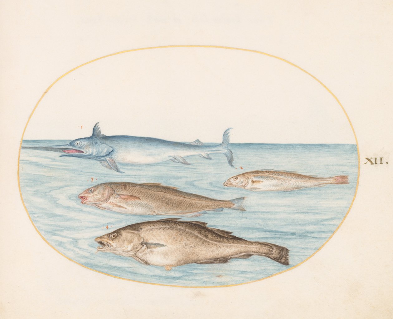 Fisk, ca 1575-80 av Joris Hoefnagel