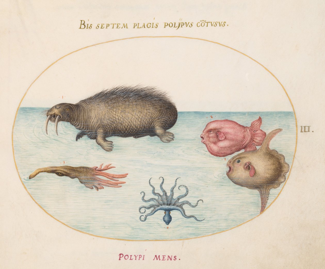 Marina varelser, ca 1575-80 av Joris Hoefnagel