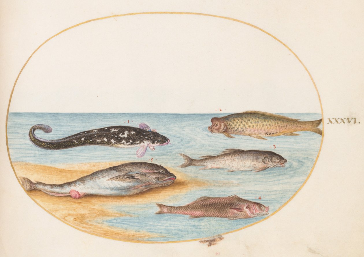 Tallrik 36: Fem fiskar, inklusive karp(?) av Joris Hoefnagel