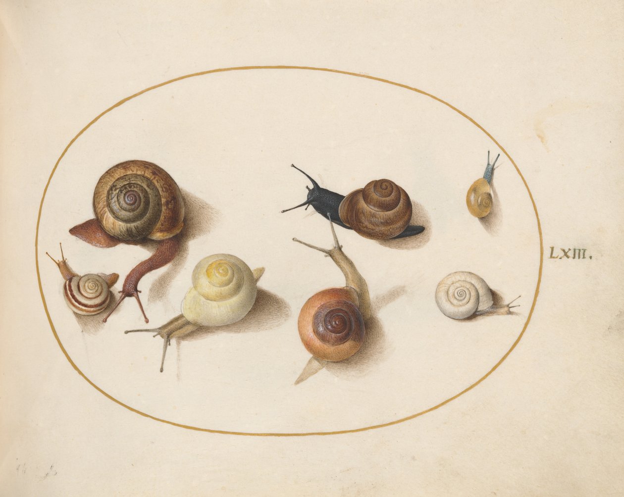 Snigel, c.1575-80 av Joris Hoefnagel