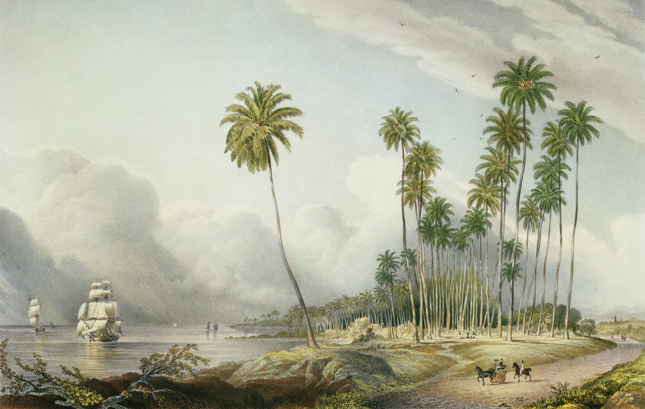 Cocoa Nut Walk on the Coast, Near Runaway Bay, tavla 15 från "West Indian Scenery: Illustrations of Jamaica", graverad av konstnären, pub. 1838-40 av Joseph Bartholomew Kidd