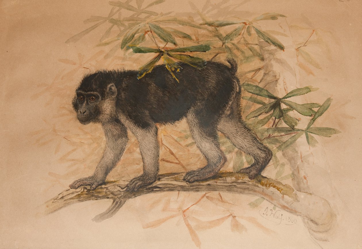 Asksvart makak (Macacus ocreatus), 1869 av Joseph Wolf