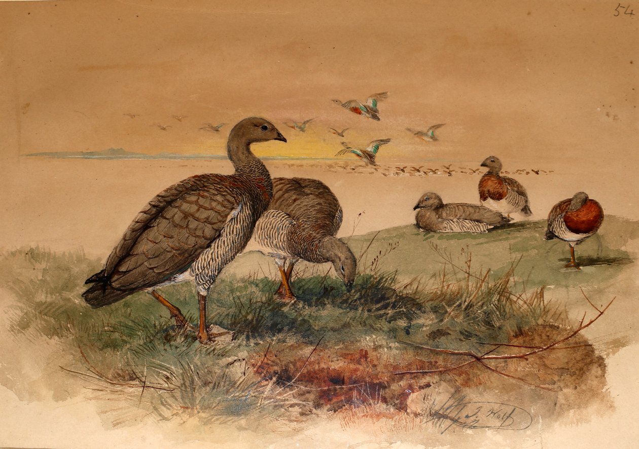 Askhuvudig gås (Chloephaga poliocephala), 1852-54 av Joseph Wolf