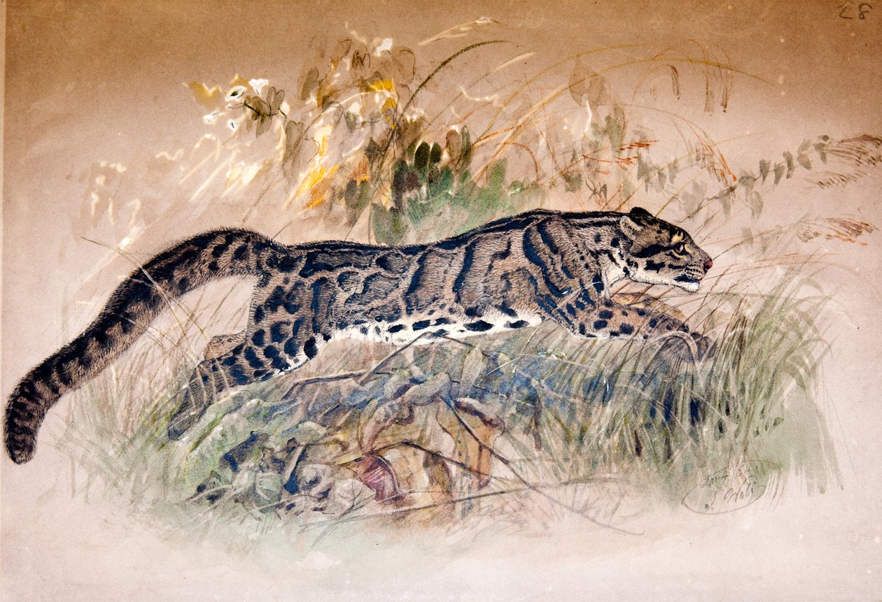 Molnig leopard, 1851-69 av Joseph Wolf