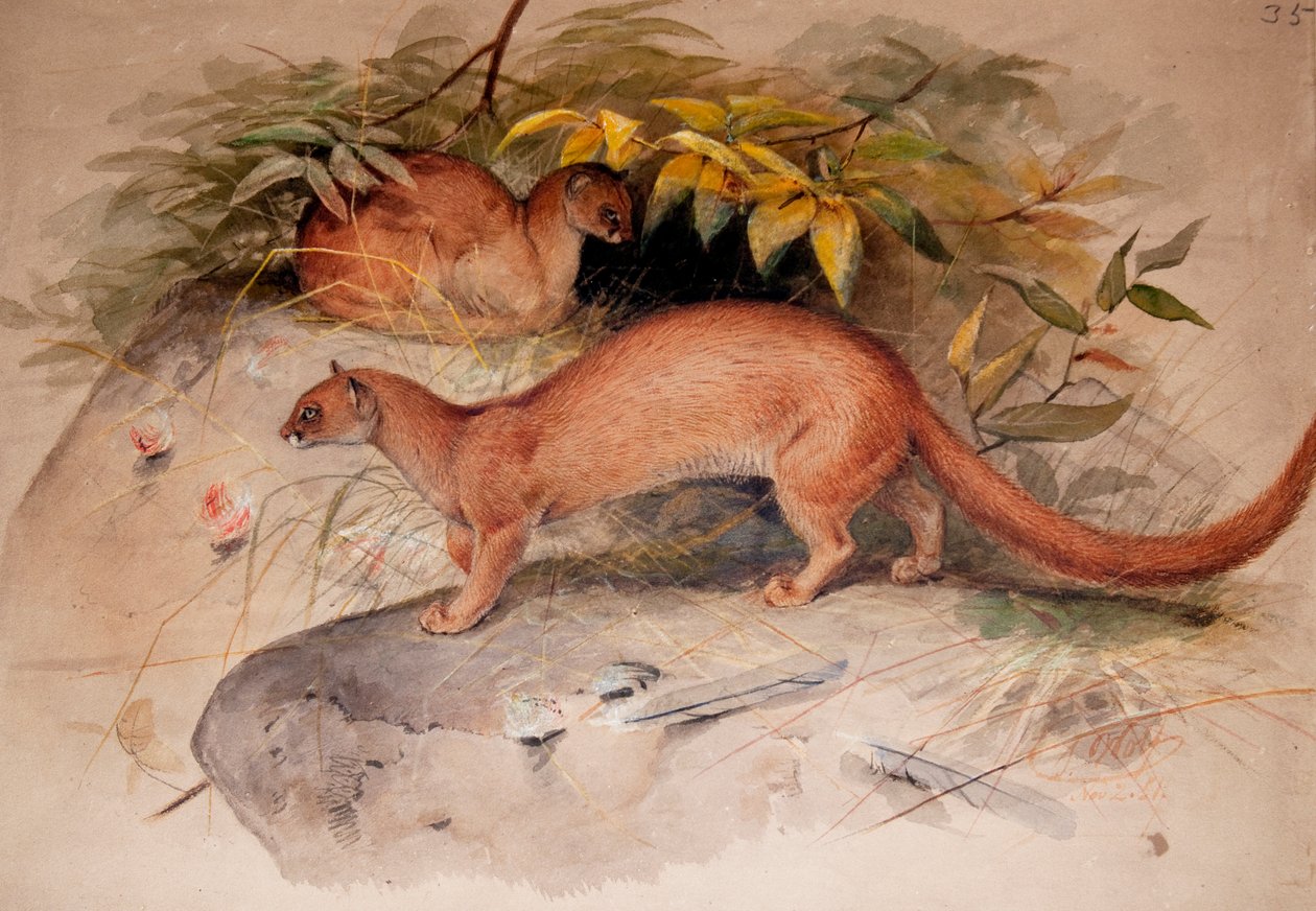 Eyra (Felis eyra), 1851 av Joseph Wolf