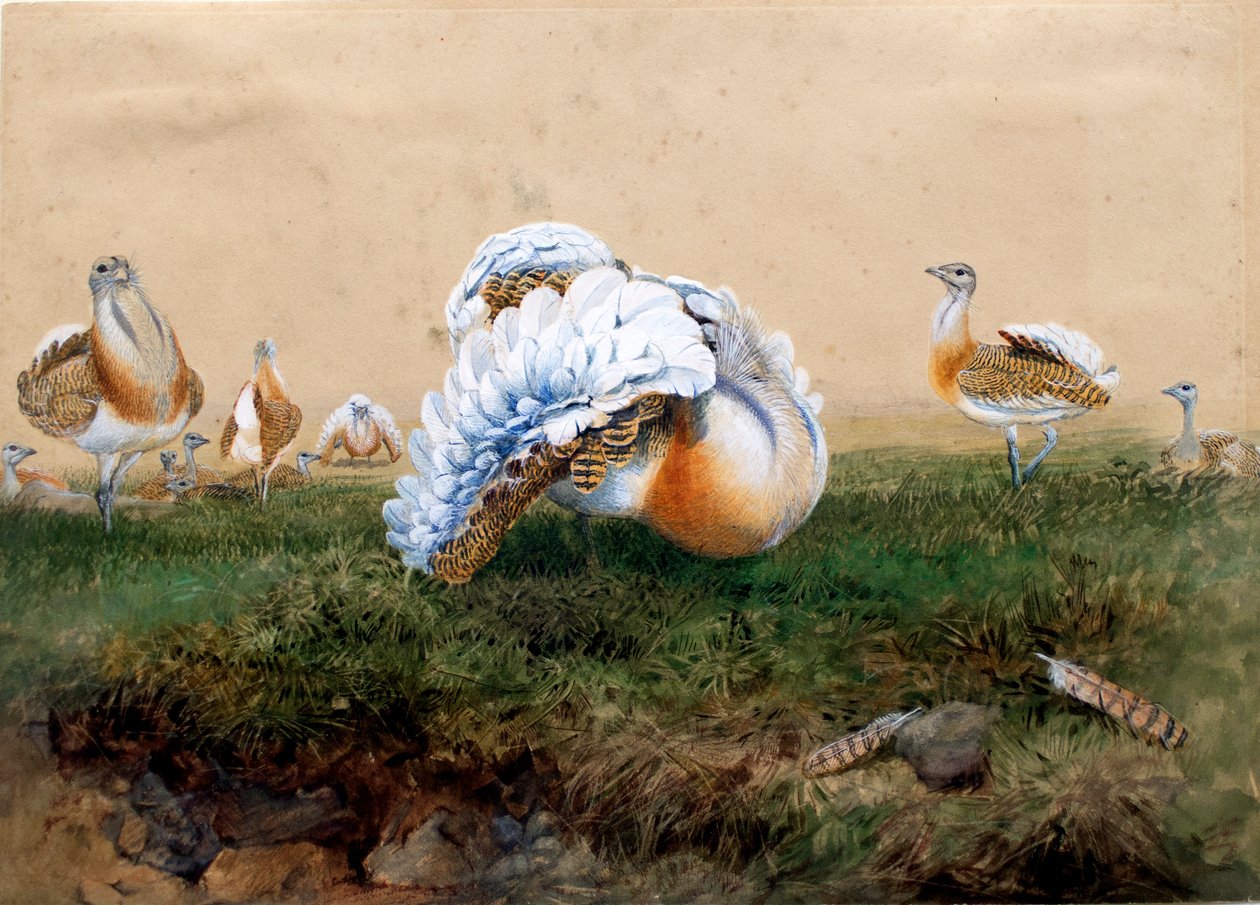 Stora bustards av Joseph Wolf